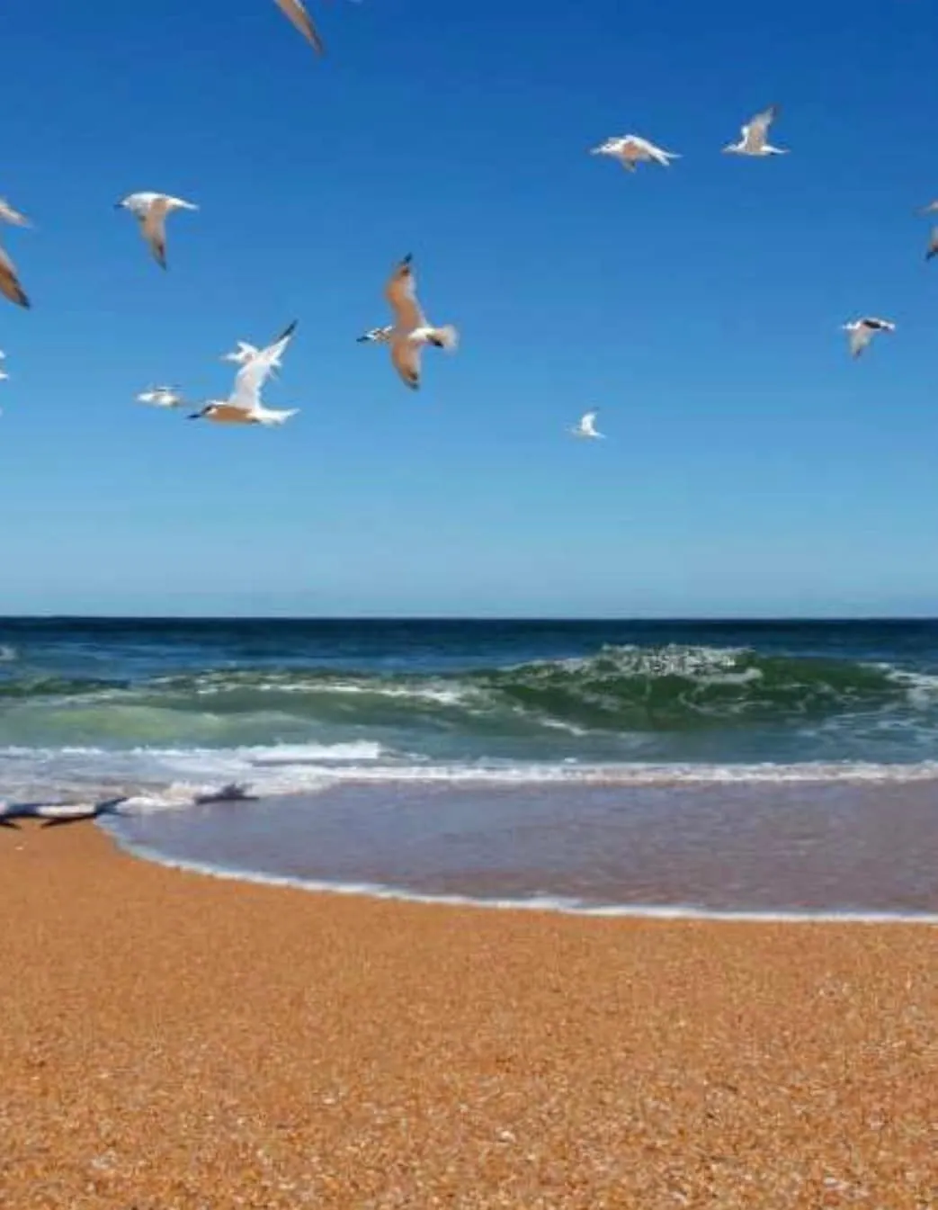 Seabirds wheeling above the breaking waves along the shoreline at Flagler Beach